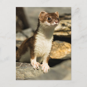 Alert Weasel Briefkaart