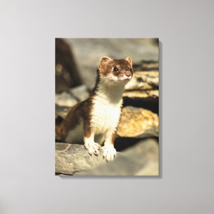 Alert Weasel Canvas Afdruk