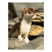 Alert Weasel Foto Afdruk (Voorkant)