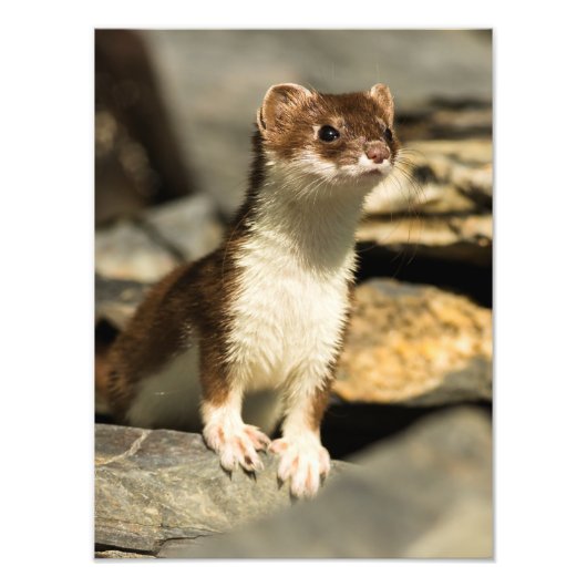 Alert Weasel Foto Afdruk (Voorkant)