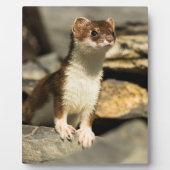 Alert Weasel Fotoplaat (Voorkant)