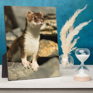 Alert Weasel Fotoplaat