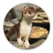 Alert Weasel Keramische Knop (Voorkant)