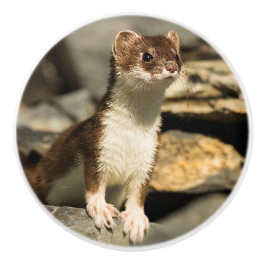 Alert Weasel Keramische Knop (Voorkant)