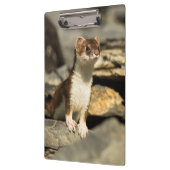 Alert Weasel Klembord (Links)