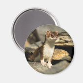 Alert Weasel Magneet (Voorkant / Achterkant)