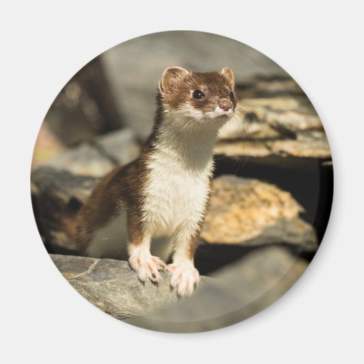 Alert Weasel Magneet (Voorkant)