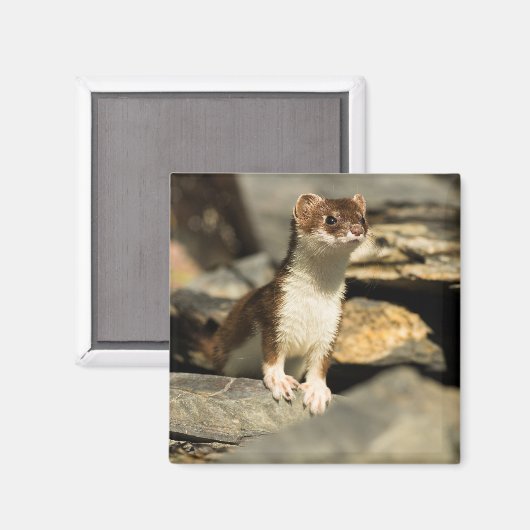 Alert Weasel Magneet (Voorkant / Achterkant)