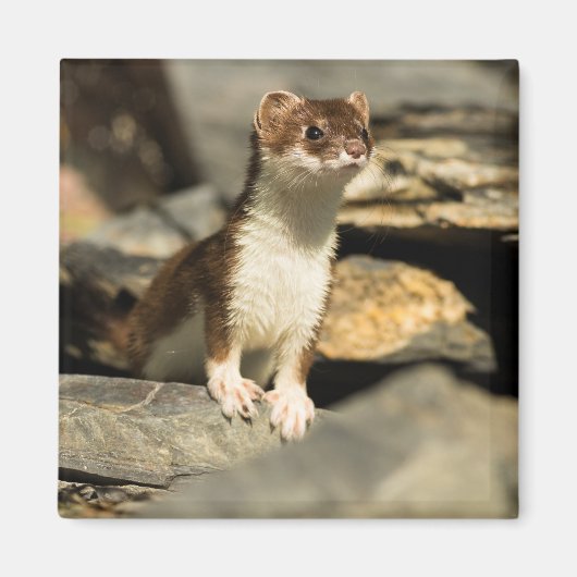 Alert Weasel Magneet (Voorkant)