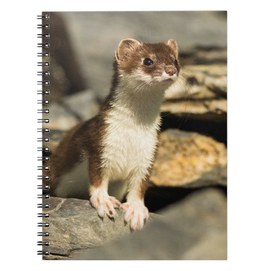 Alert Weasel Notitieboek (Voorkant)