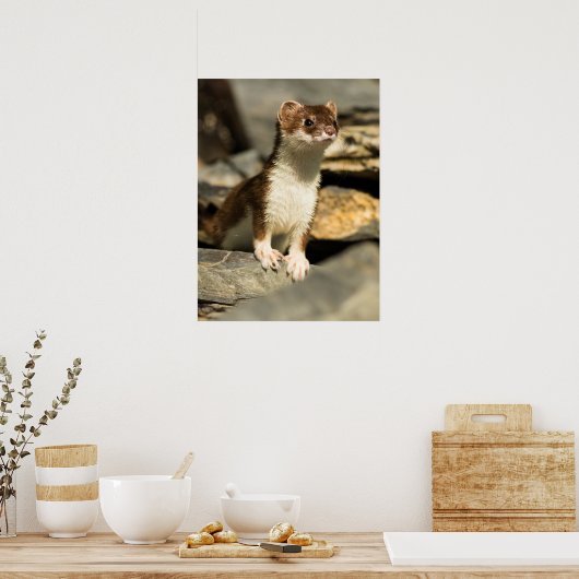 Alert Weasel Poster (Keuken)