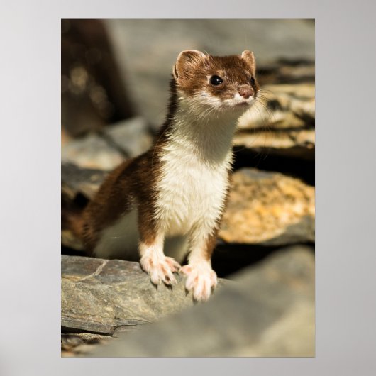 Alert Weasel Poster (Voorkant)