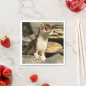 Alert Weasel Servet (Insitu)
