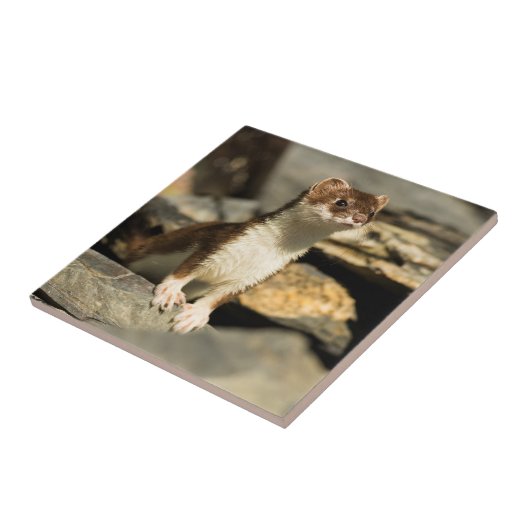 Alert Weasel Tegeltje (Zijkant)