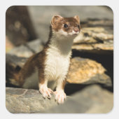 Alert Weasel Vierkante Sticker (Voorkant)