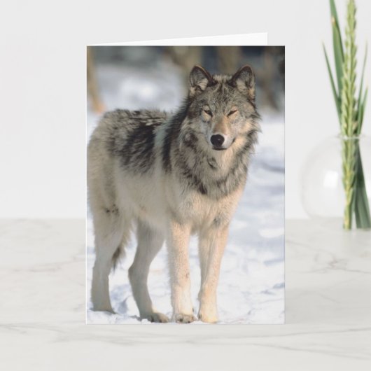 Alert Wolf Kaart (Voorkant)