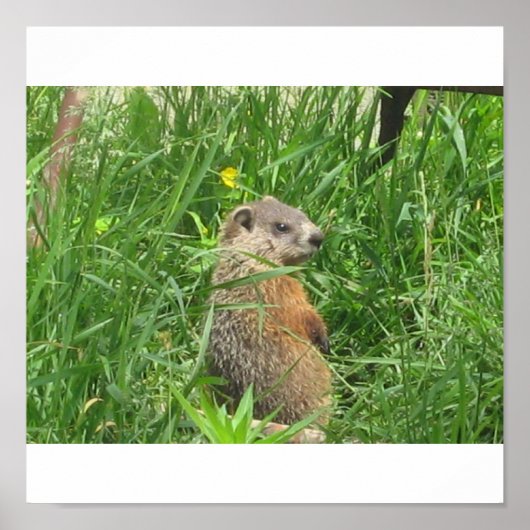 Alerted Groundhog Poster (Voorkant)