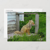 Aleutian Fox in Unalaska, Alaska Briefkaart (Voorkant / Achterkant)