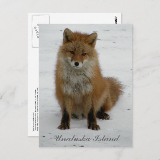 Aleutian Fox in Winter, Unalaska Island Briefkaart (Voorkant / Achterkant)