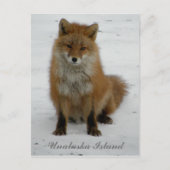 Aleutian Fox in Winter, Unalaska Island Briefkaart (Voorkant)