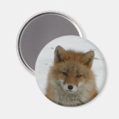 Aleutian Fox Magneet (Voorkant / Achterkant)