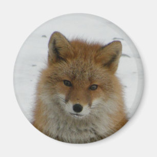 Aleutian Fox Magneet