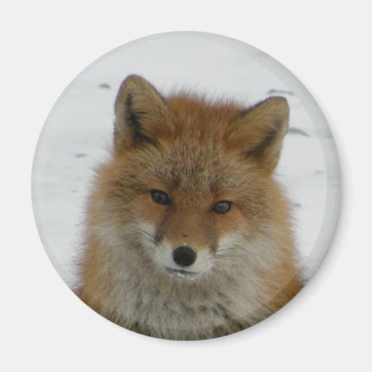 Aleutian Fox Magneet (Voorkant)
