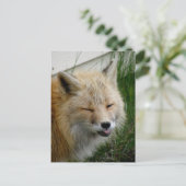 Aleutian Fox met Funny Expression Briefkaart (Staand voorkant)