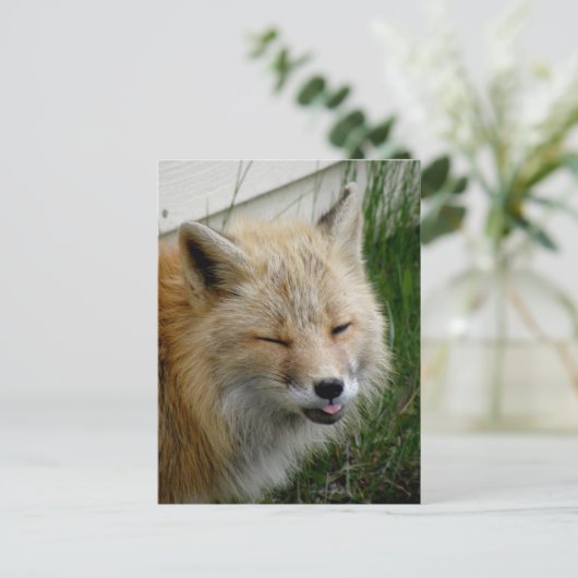 Aleutian Fox met Funny Expression Briefkaart (Staand voorkant)