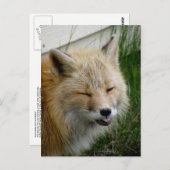 Aleutian Fox met Funny Expression Briefkaart (Voorkant / Achterkant)