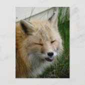 Aleutian Fox met Funny Expression Briefkaart (Voorkant)
