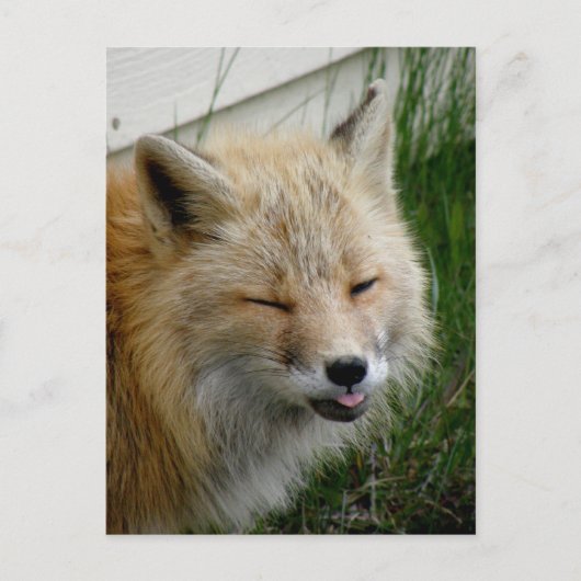 Aleutian Fox met Funny Expression Briefkaart (Voorkant)