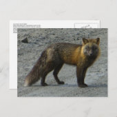 Aleutian Fox onderweg, Unalaska Island Briefkaart (Voorkant / Achterkant)