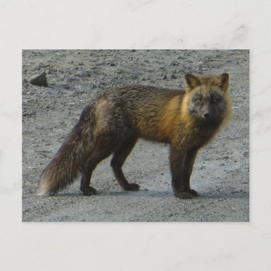 Aleutian Fox onderweg, Unalaska Island Briefkaart (Voorkant)