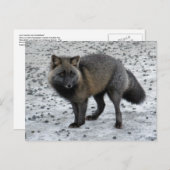 Aleutian Fox op Unalaska Island Briefkaart (Voorkant / Achterkant)