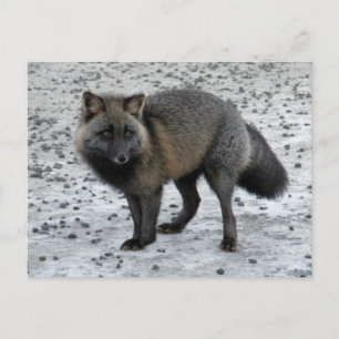 Aleutian Fox op Unalaska Island Briefkaart