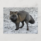 Aleutian Fox op Unalaska Island Briefkaart (Voorkant)