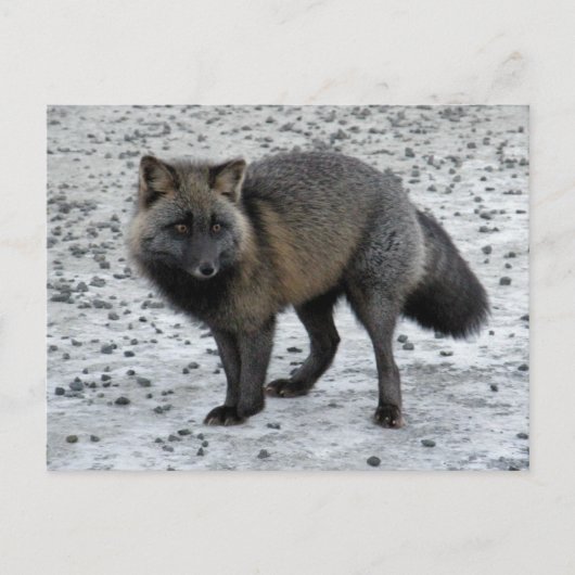 Aleutian Fox op Unalaska Island Briefkaart (Voorkant)