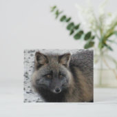 Aleutian Fox op Unalaska Island Briefkaart (Staand voorkant)