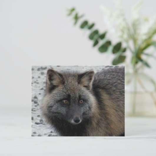 Aleutian Fox op Unalaska Island Briefkaart (Staand voorkant)