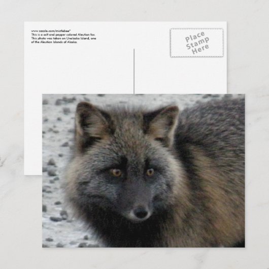 Aleutian Fox op Unalaska Island Briefkaart (Voorkant / Achterkant)