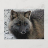 Aleutian Fox op Unalaska Island Briefkaart (Voorkant)