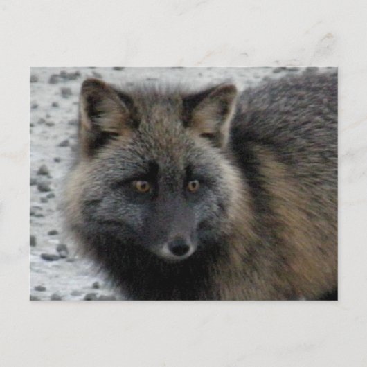 Aleutian Fox op Unalaska Island Briefkaart (Voorkant)