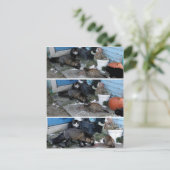 Aleutian Fox Stealing Catfood Briefkaart (Staand voorkant)