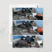 Aleutian Fox Stealing Catfood Briefkaart (Voorkant / Achterkant)