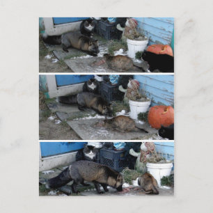 Aleutian Fox Stealing Catfood Briefkaart