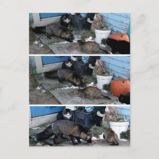 Aleutian Fox Stealing Catfood Briefkaart (Voorkant)