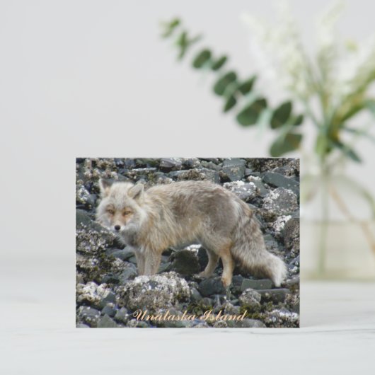 Aleutian Fox, Unalaska Island Briefkaart (Staand voorkant)