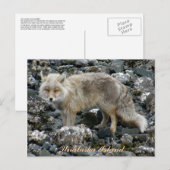 Aleutian Fox, Unalaska Island Briefkaart (Voorkant / Achterkant)