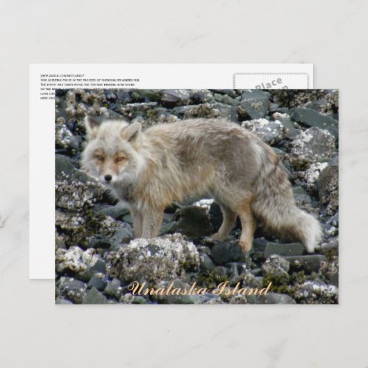 Aleutian Fox, Unalaska Island Briefkaart (Voorkant / Achterkant)
